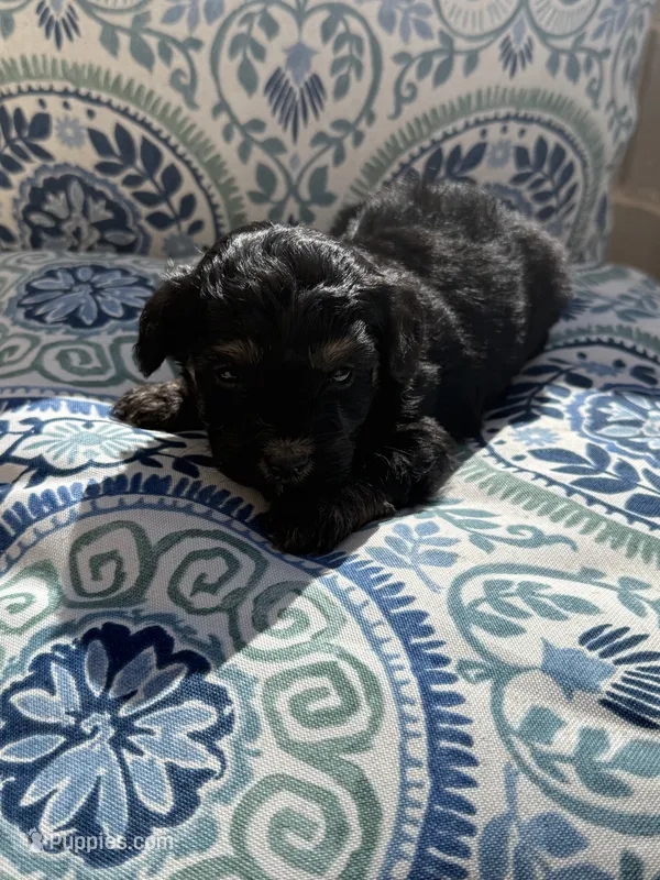 Male Maltipoo  – Maltipoo puppy for sale in Las Vegas, NV