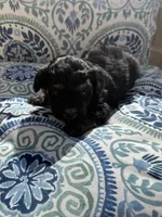 Male Maltipoo , a male Maltipoo for sale in Las Vegas, NV – 1 of 1