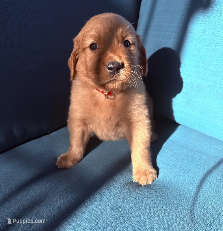 Max – Golden Retriever puppy for sale in Las Vegas, NV