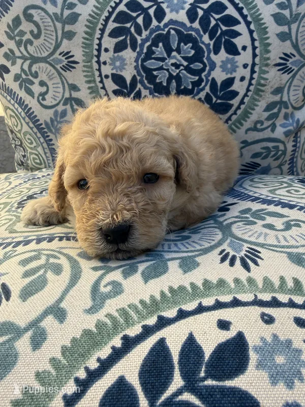 Male Maltipoo  – Maltipoo puppy for sale in Las Vegas, NV