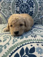 Male Maltipoo , a male Maltipoo for sale in Las Vegas, NV – 1 of 1