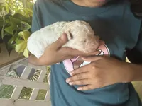 Maltipoo, a female Maltipoo for sale in Las Vegas, NV – 3 of 3