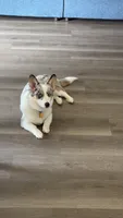 Bleu, a female Cardigan Welsh Corgi for sale in Crown Point, IN – 2 of 3