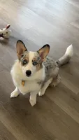Bleu, a female Cardigan Welsh Corgi for sale in Crown Point, IN – 3 of 3