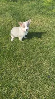Bleu, a female Cardigan Welsh Corgi for sale in Crown Point, IN – 1 of 3