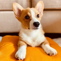millie, a female Pembroke Welsh Corgi for sale in Dallas, TX – 2 of 3