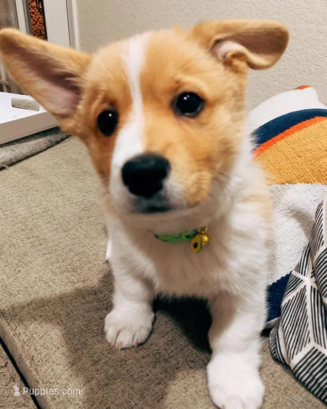 Poppy – Pembroke Welsh Corgi puppy for sale in Dallas, TX