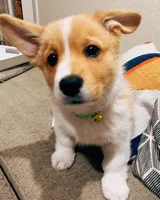 Poppy, a male Pembroke Welsh Corgi for sale in Dallas, TX – 1 of 3