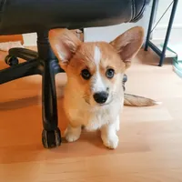 Ein, a female Pembroke Welsh Corgi for sale in Dallas, TX – 3 of 3
