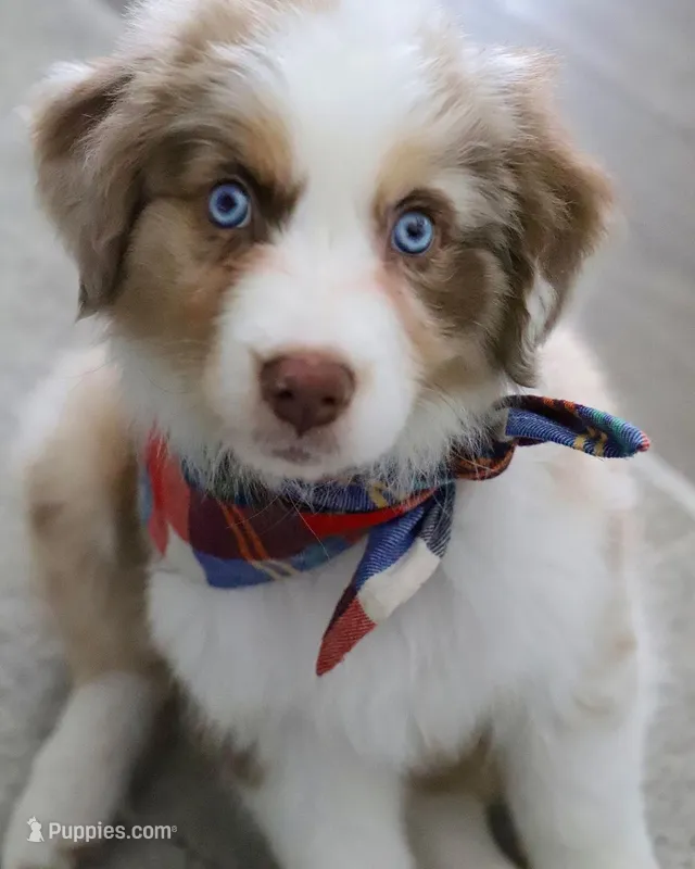 hussle – Australian Shepherd puppy for sale in Dallas, TX