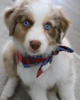 hussle, a male Australian Shepherd for sale in Dallas, TX – 1 of 1