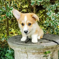 Ein, a female Pembroke Welsh Corgi for sale in Dallas, TX – 2 of 3