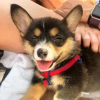 Frankly, a male Pembroke Welsh Corgi for sale in Dallas, TX – 1 of 3