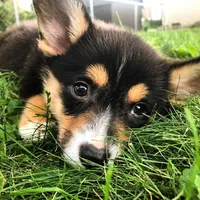 Frankly, a male Pembroke Welsh Corgi for sale in Dallas, TX – 2 of 3