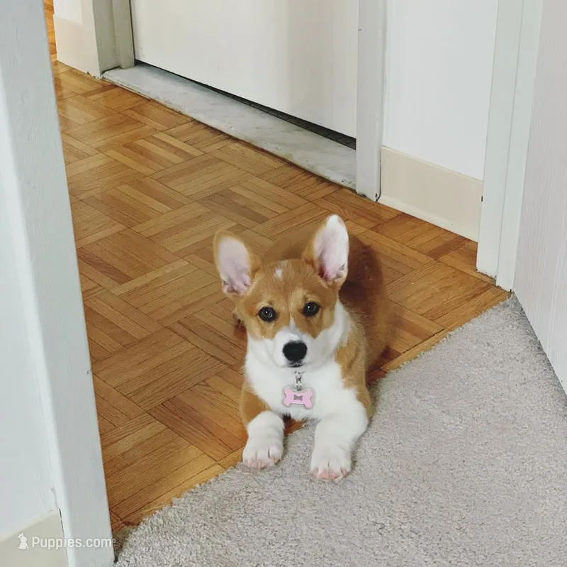 Coco – Pembroke Welsh Corgi puppy for sale in Dallas, TX