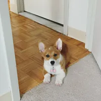 Coco, a female Pembroke Welsh Corgi for sale in Dallas, TX – 1 of 3