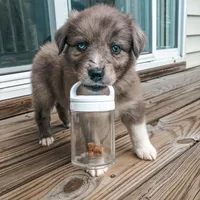 Athena, a female Australian Shepherd for sale in Dallas, TX – 2 of 3
