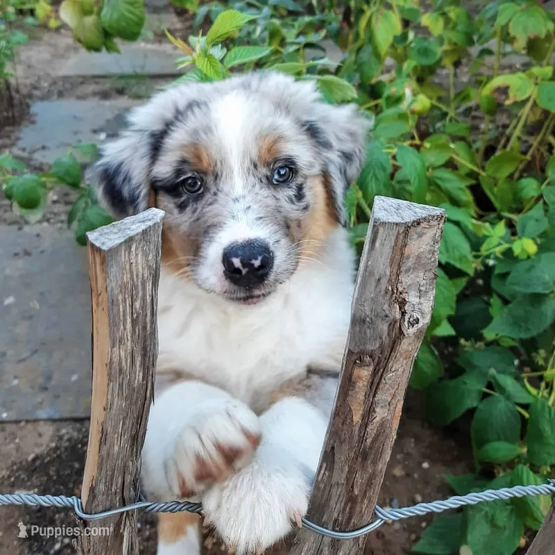 Blue – Australian Shepherd puppy for sale in Dallas, TX