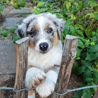 Blue, a male Australian Shepherd for sale in Dallas, TX – 1 of 3