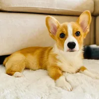 millie, a female Pembroke Welsh Corgi for sale in Dallas, TX – 3 of 3