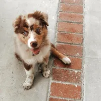Lucy, a female Australian Shepherd for sale in Dallas, TX – 3 of 3