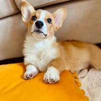 millie, a female Pembroke Welsh Corgi for sale in Dallas, TX – 1 of 3