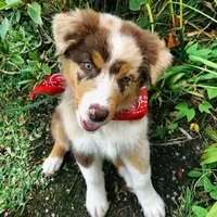 Lucy, a female Australian Shepherd for sale in Dallas, TX – 2 of 3