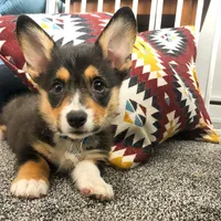 Frankly, a male Pembroke Welsh Corgi for sale in Dallas, TX – 3 of 3