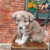 Athena, a female Australian Shepherd for sale in Dallas, TX – 3 of 3