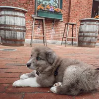 Athena, a female Australian Shepherd for sale in Dallas, TX – 1 of 3