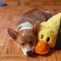 Coco, a female Pembroke Welsh Corgi for sale in Dallas, TX – 3 of 3
