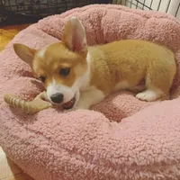 Coco, a female Pembroke Welsh Corgi for sale in Dallas, TX – 2 of 3