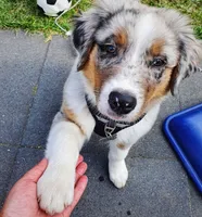 Blue, a male Australian Shepherd for sale in Dallas, TX – 3 of 3