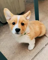 Poppy, a male Pembroke Welsh Corgi for sale in Dallas, TX – 2 of 3