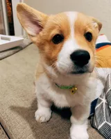 Poppy, a male Pembroke Welsh Corgi for sale in Dallas, TX – 3 of 3
