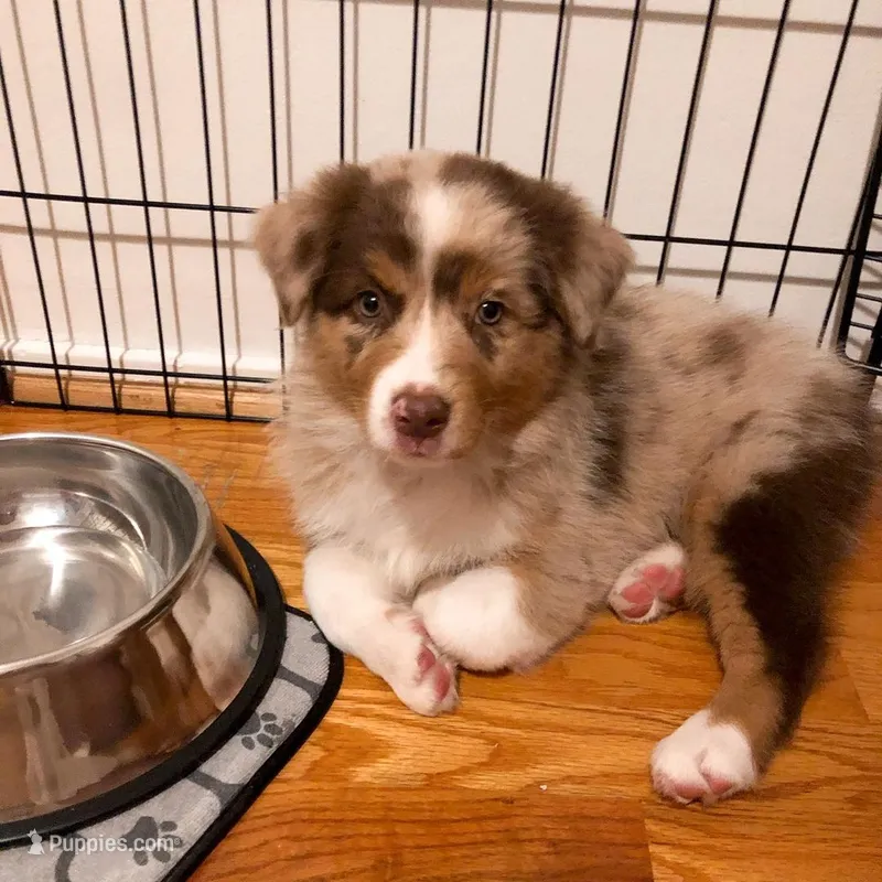 Lucy – Australian Shepherd puppy for sale in Dallas, TX