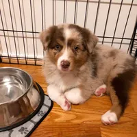 Lucy, a female Australian Shepherd for sale in Dallas, TX – 1 of 3