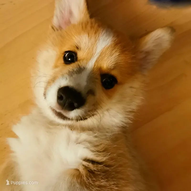 Ein – Pembroke Welsh Corgi puppy for sale in Dallas, TX