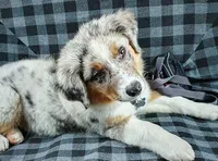 Blue, a male Australian Shepherd for sale in Dallas, TX – 2 of 3