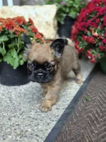 Nia, a female French Bulldog for sale in Clinton Township, MI – 3 of 9