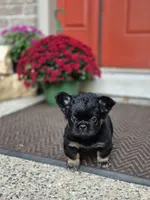 Creed, a male French Bulldog for sale in Clinton Township, MI – 6 of 8