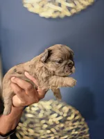 COCO, a female French Bulldog for sale in Clinton Township, MI – 3 of 3