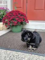 Creed, a male French Bulldog for sale in Clinton Township, MI – 5 of 8