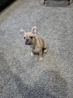Caira, a female French Bulldog for sale in Clinton Township, MI – 5 of 5