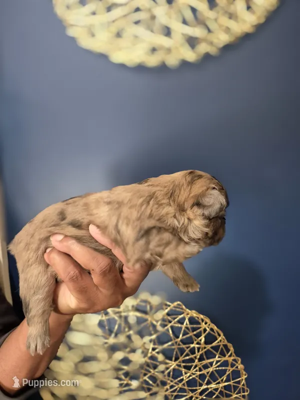 COCO, a female French Bulldog for sale in Clinton Township, MI – 1 of 3