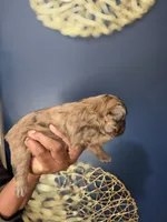 COCO, a female French Bulldog for sale in Clinton Township, MI – 1 of 3