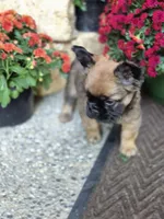 Nia, a female French Bulldog for sale in Clinton Township, MI – 7 of 9