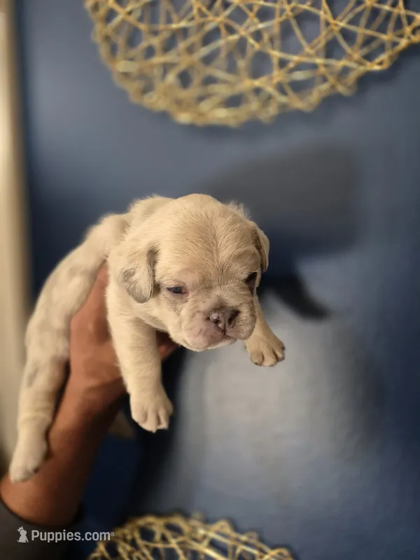 ICE, a male French Bulldog for sale in Clinton Township, MI – 1 of 3