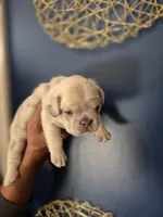 ICE, a male French Bulldog for sale in Clinton Township, MI – 1 of 3