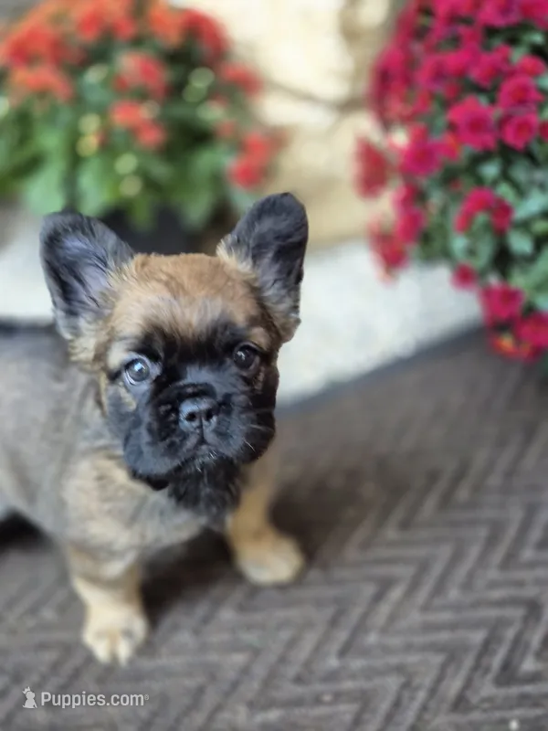 Nia – French Bulldog puppy for sale in Clinton Township, MI
